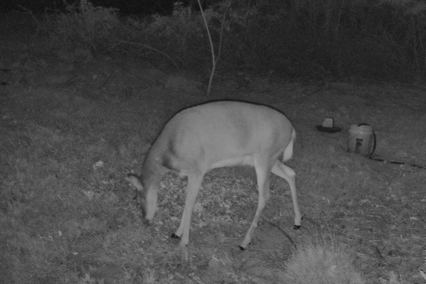 A white-tailed deer lowers its head to graze in the woods under night infrared illumination.
