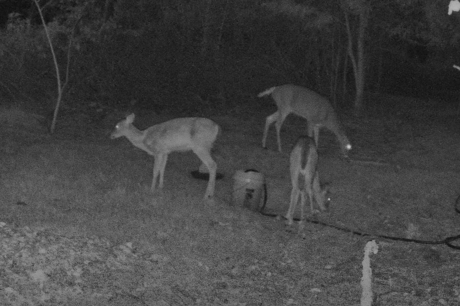 Three white-tailed deer gather and feed in a clearing captured by nighttime infrared lighting.