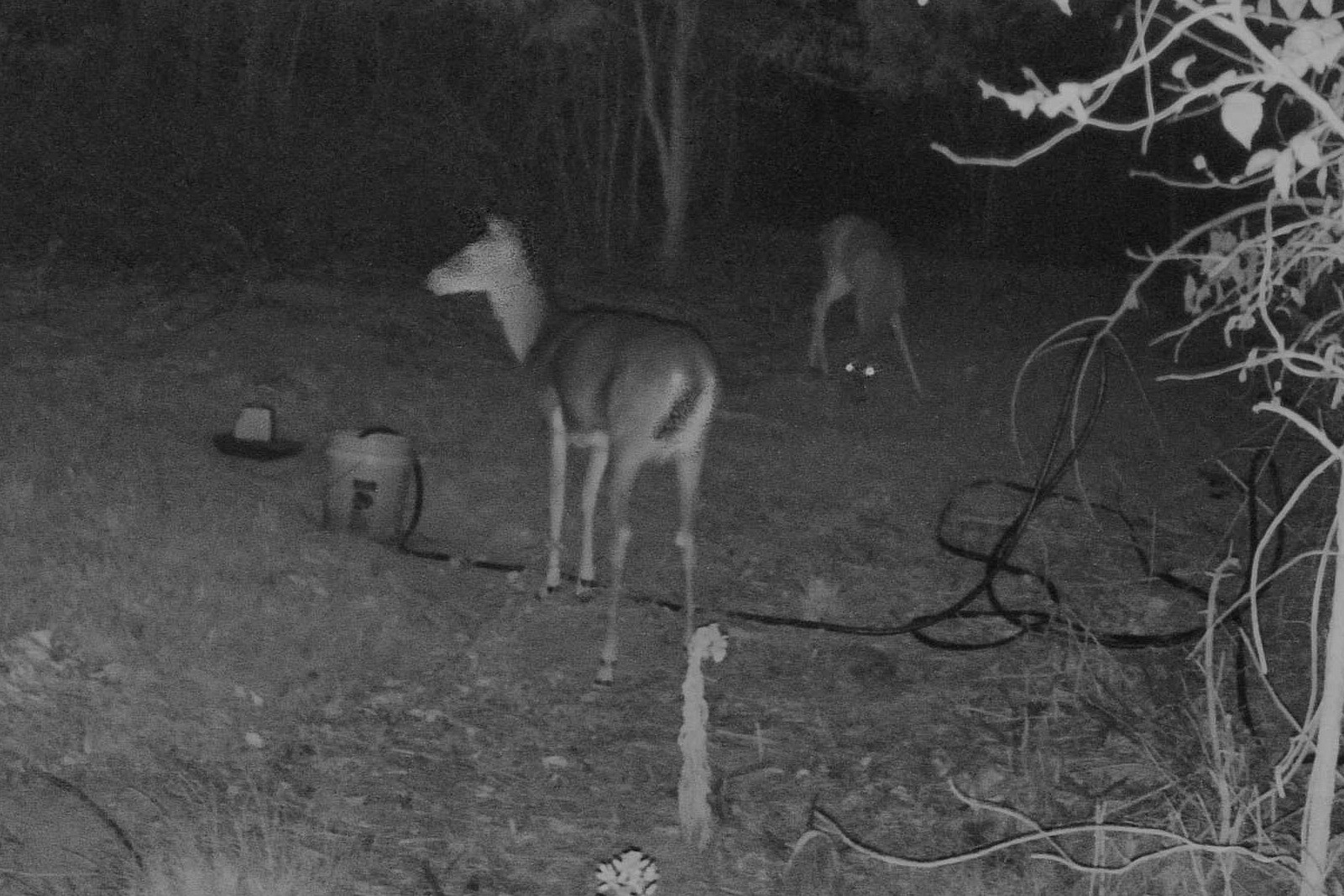 A white-tailed deer pauses attentively in the dark while another grazes nearby.