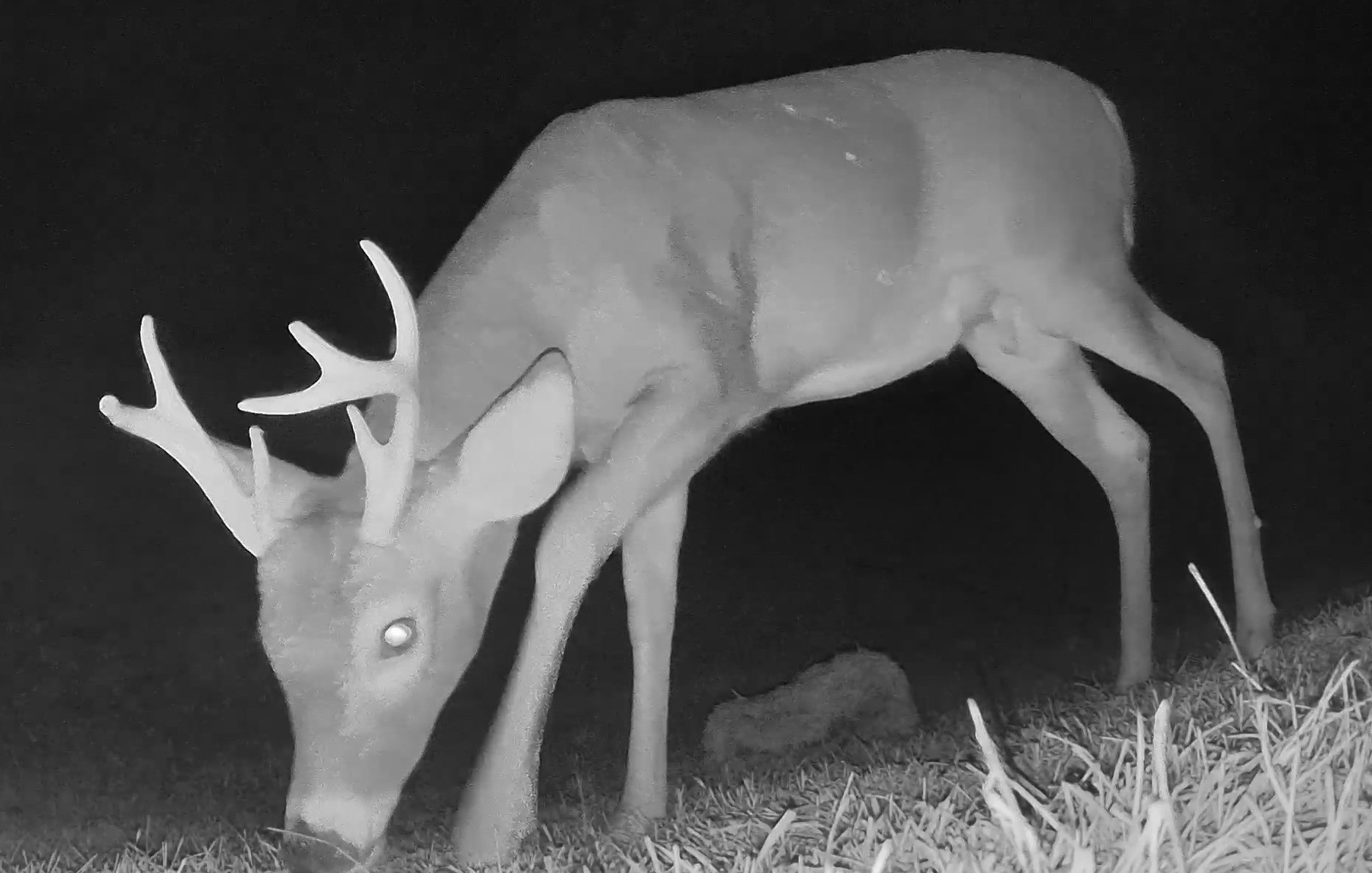 A white-tailed buck grazes close to the camera under infrared night illumination.