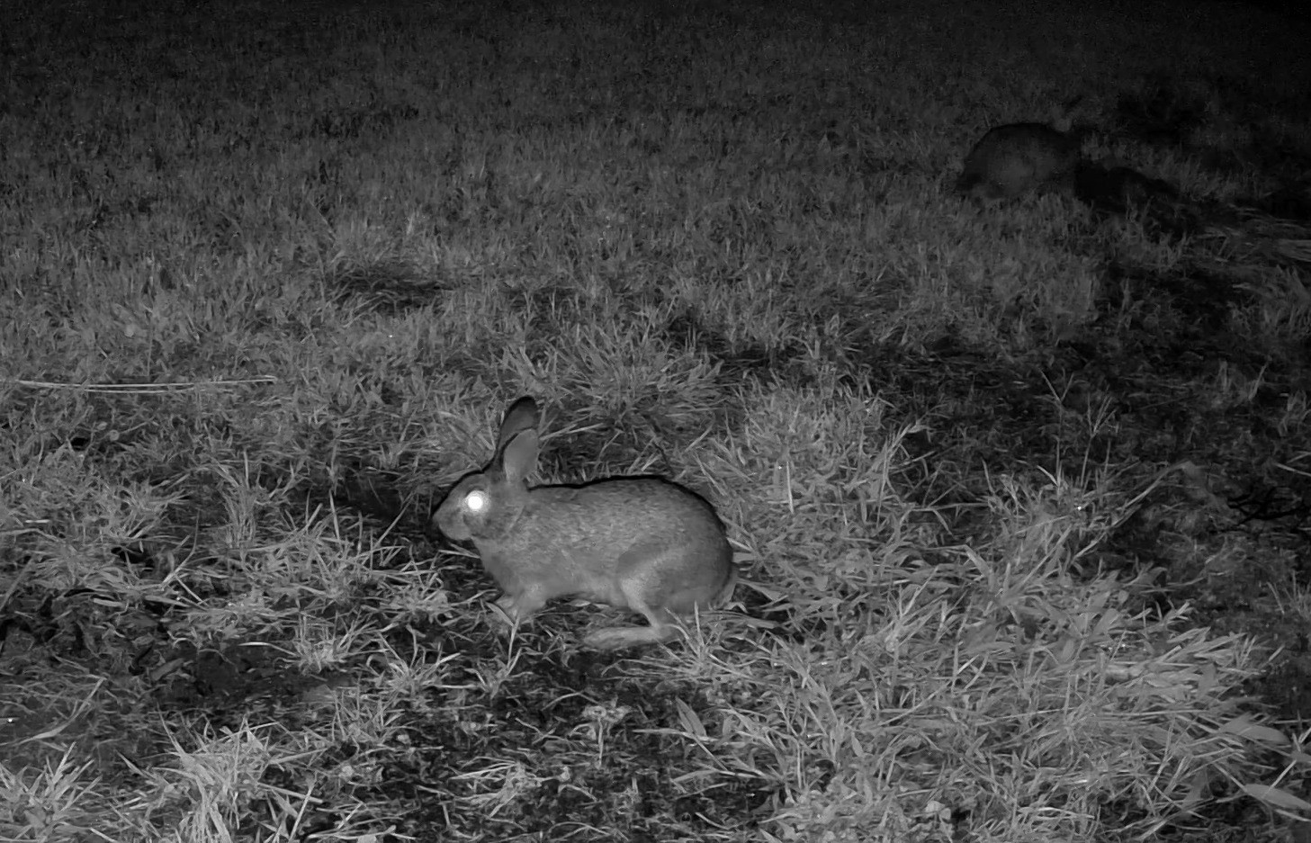 An eastern cottontail pauses attentively in a grassy yard under night vision.
