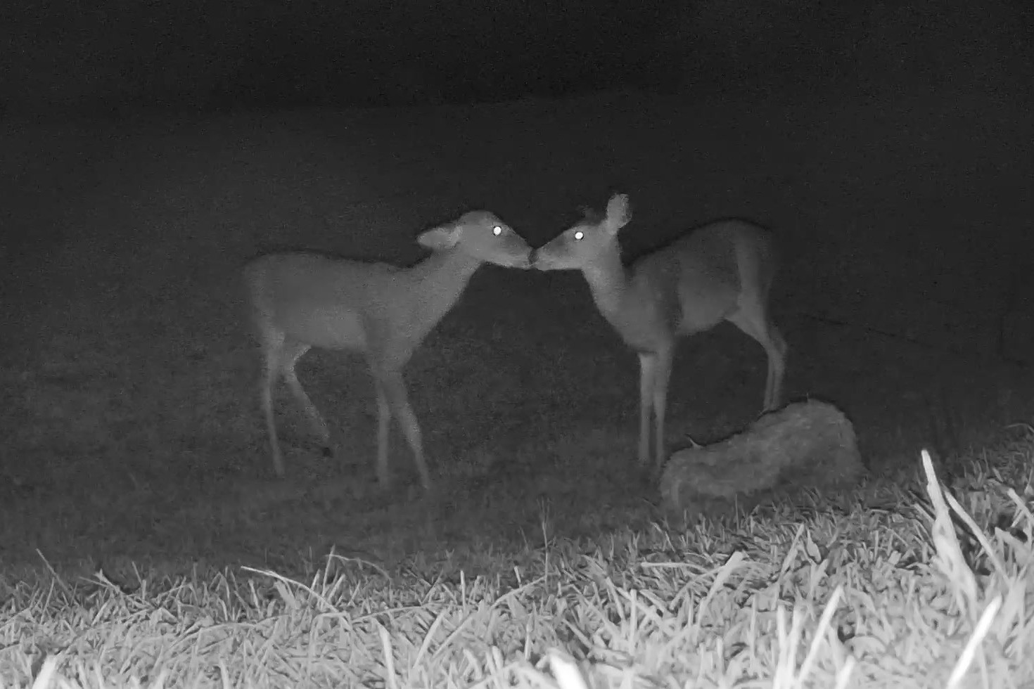 A pair of white-tailed deer touch noses in an open field before dawn.
