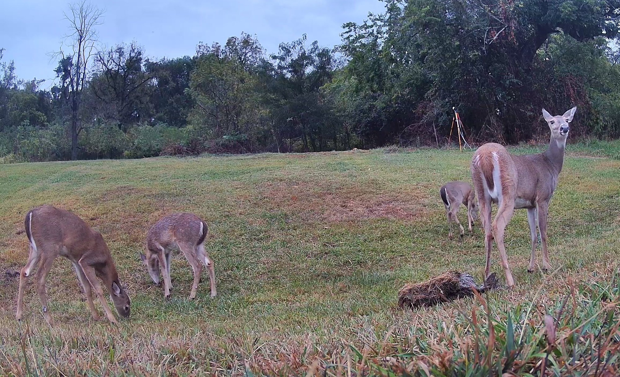 A group of white-tailed deer forage together in an open grassy field during late evening light.