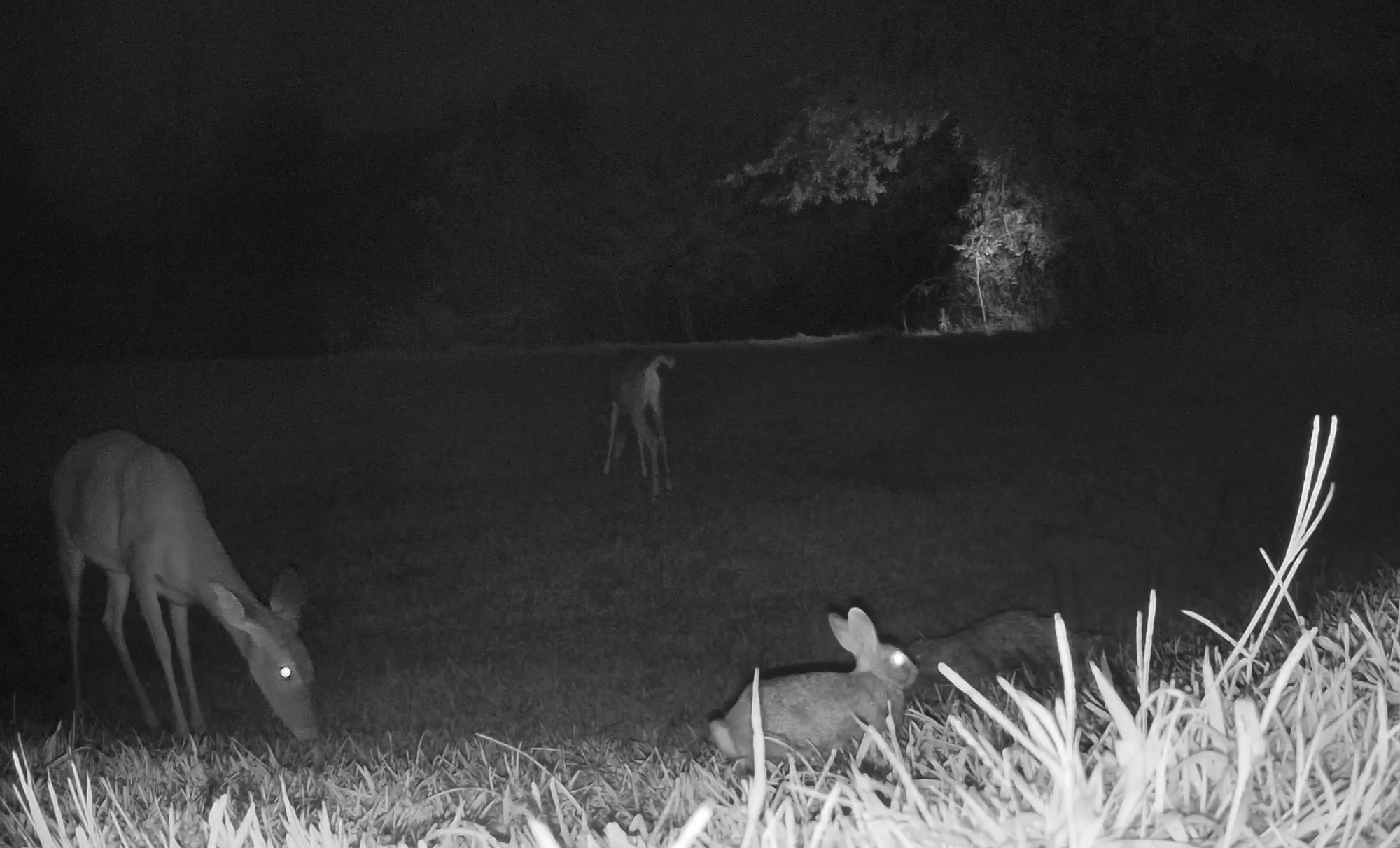 An eastern cottontail rabbit rests near grazing white-tailed deer under nighttime infrared illumination.