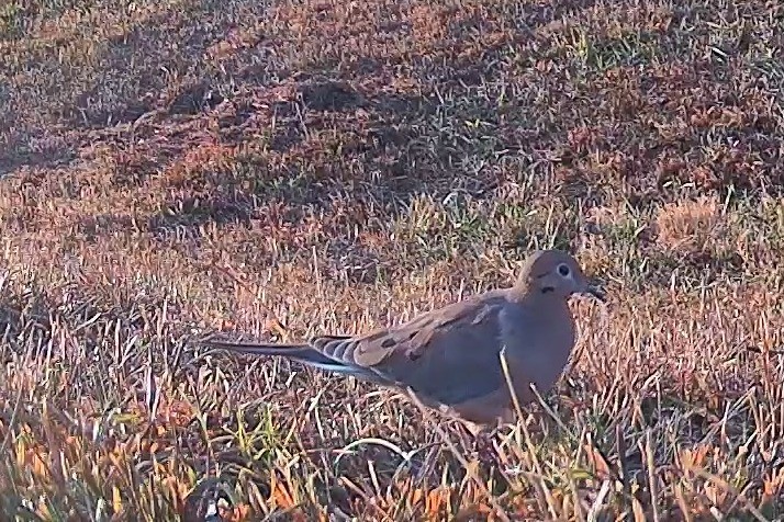 A mourning dove stands alert among the grass in early morning daylight.