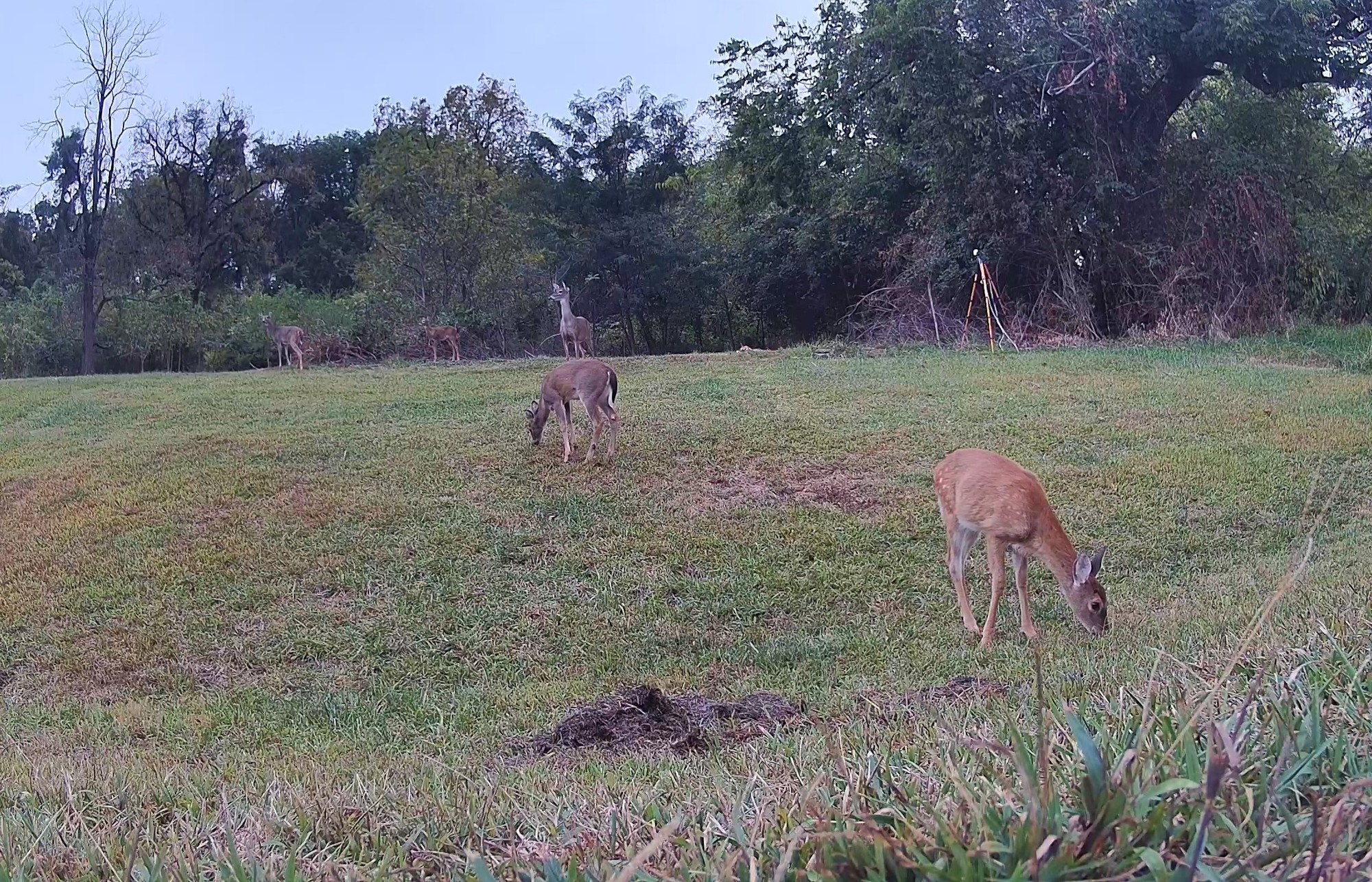 A group of white-tailed deer graze peacefully in an open grassy field during daylight.