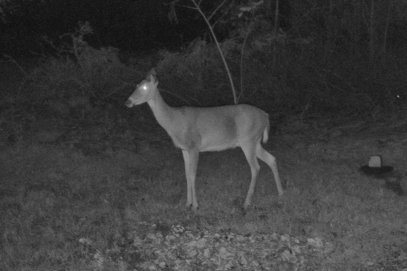 A solitary white-tailed deer pauses alertly in a field during the night.