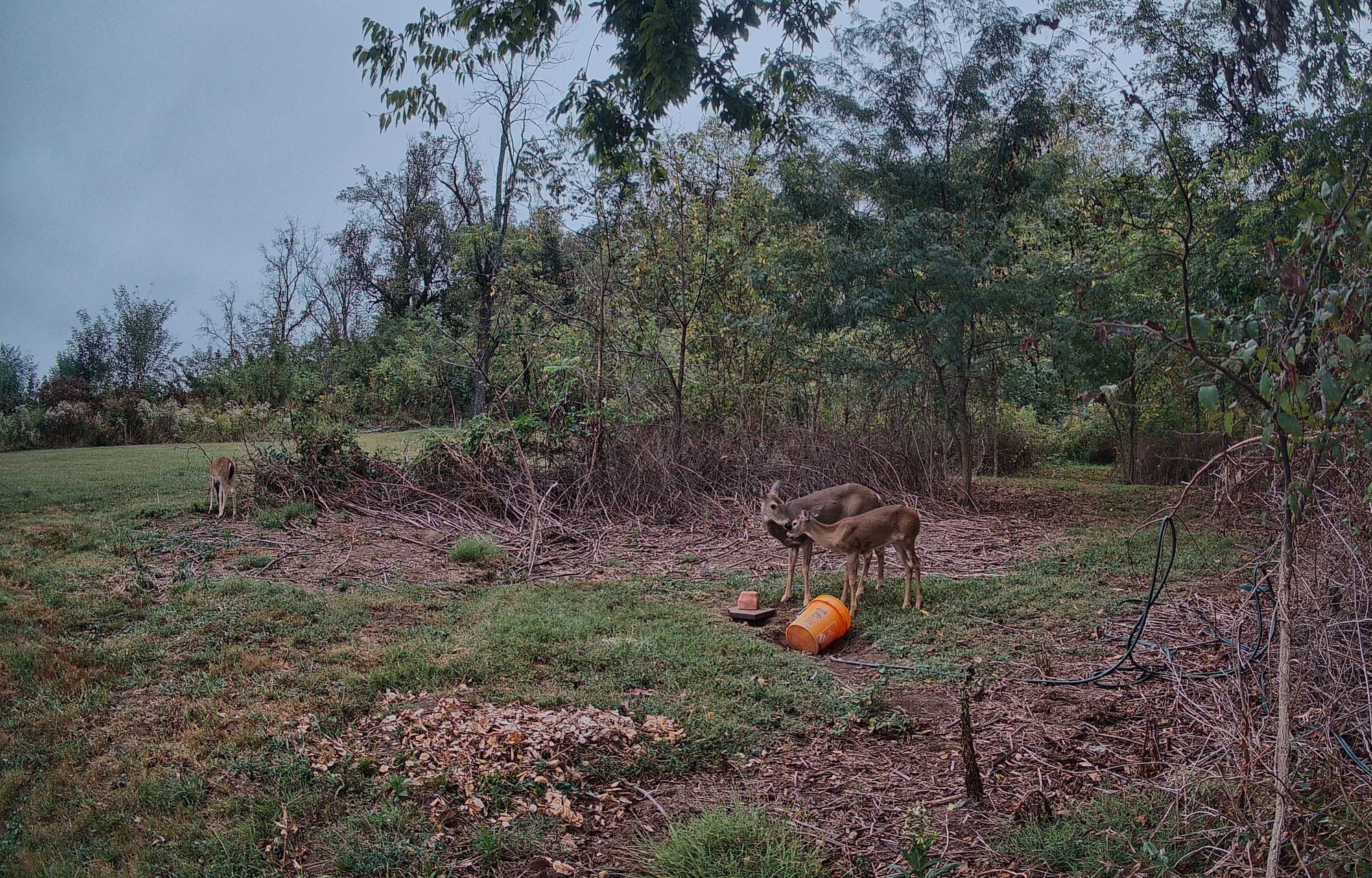 A white-tailed doe interacts closely with her fawn near the woods in late afternoon light.