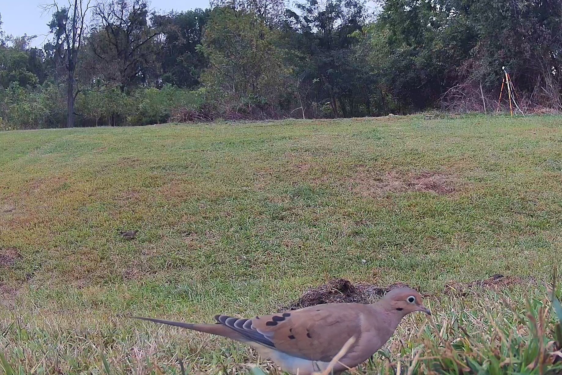 A mourning dove searches for seeds along the edge of a lawn in morning light.