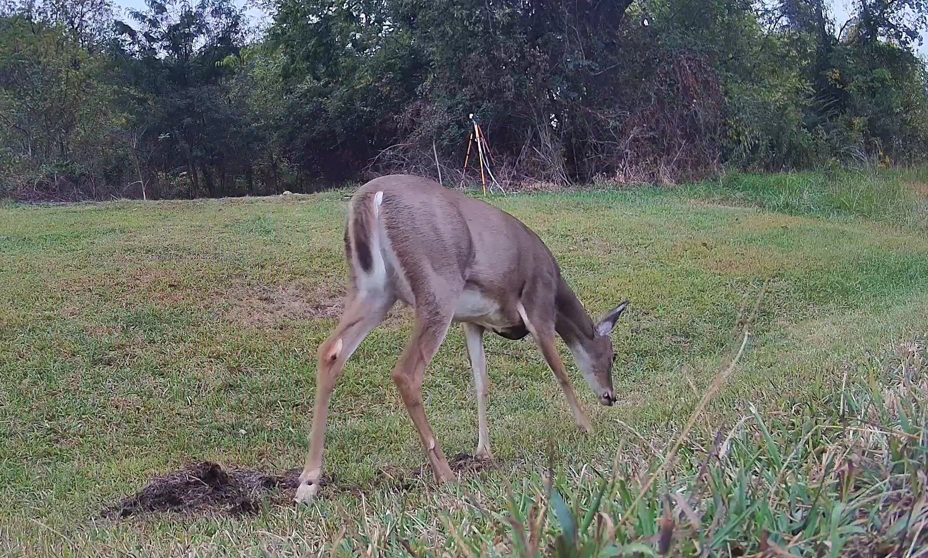 A young white-tailed deer feeds on grass in a clearing during early morning light.