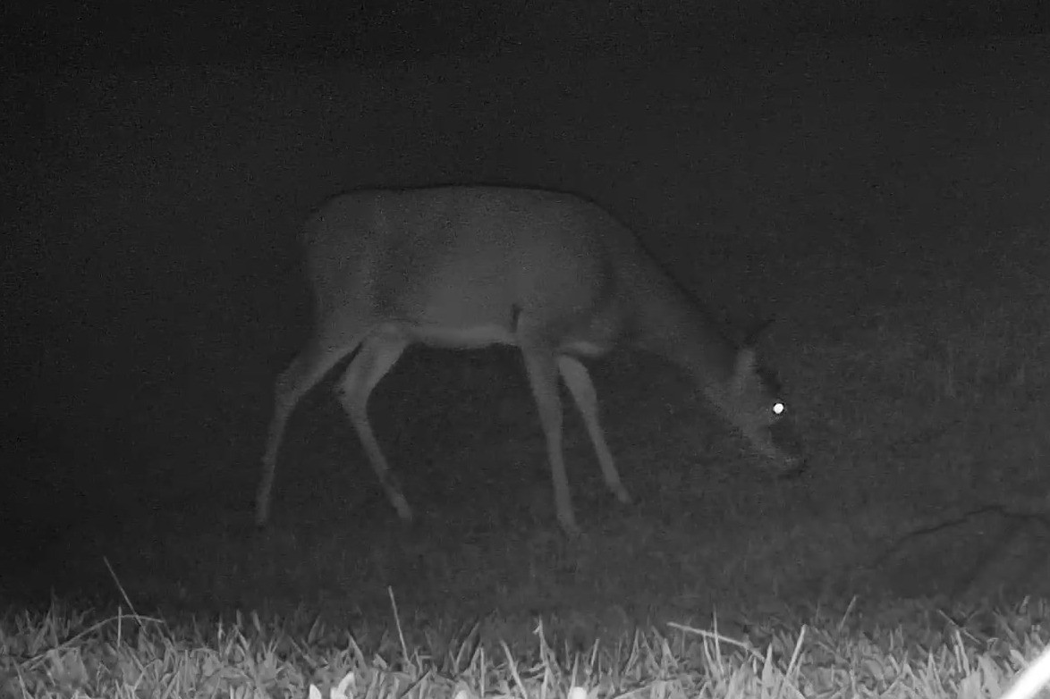 A white-tailed deer grazes on grass captured in nighttime infrared light.