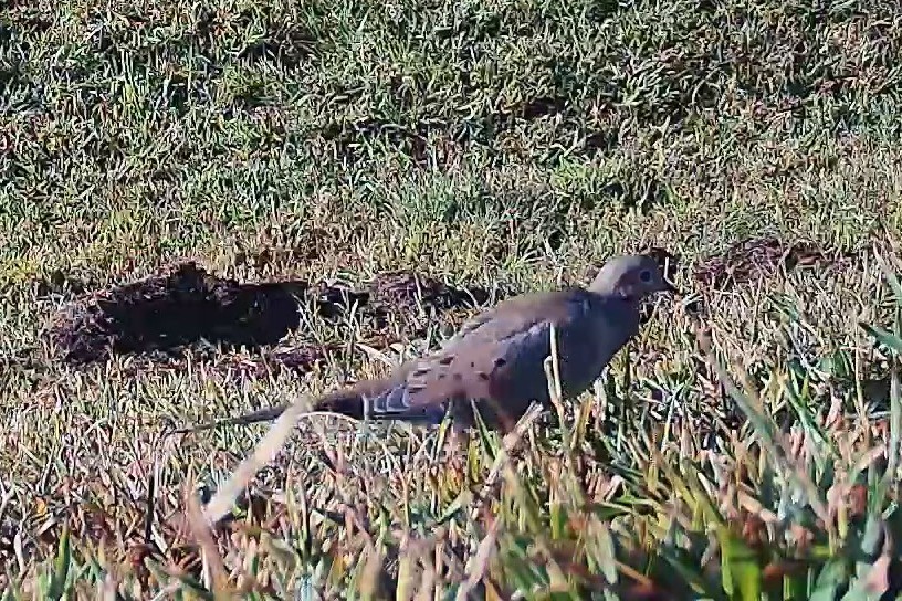 A mourning dove walks through tall grass in bright morning light.