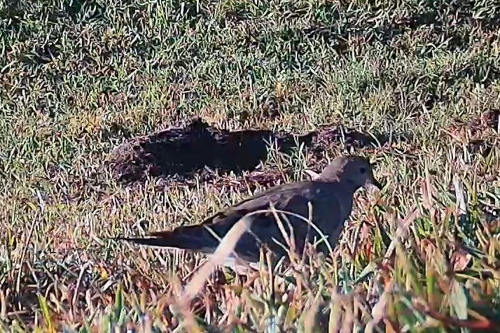 A mourning dove rests partially hidden in sunny grass in the morning.