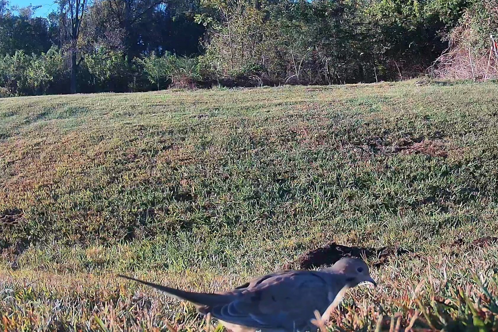 A mourning dove searches the turf for food in early morning sunlight.