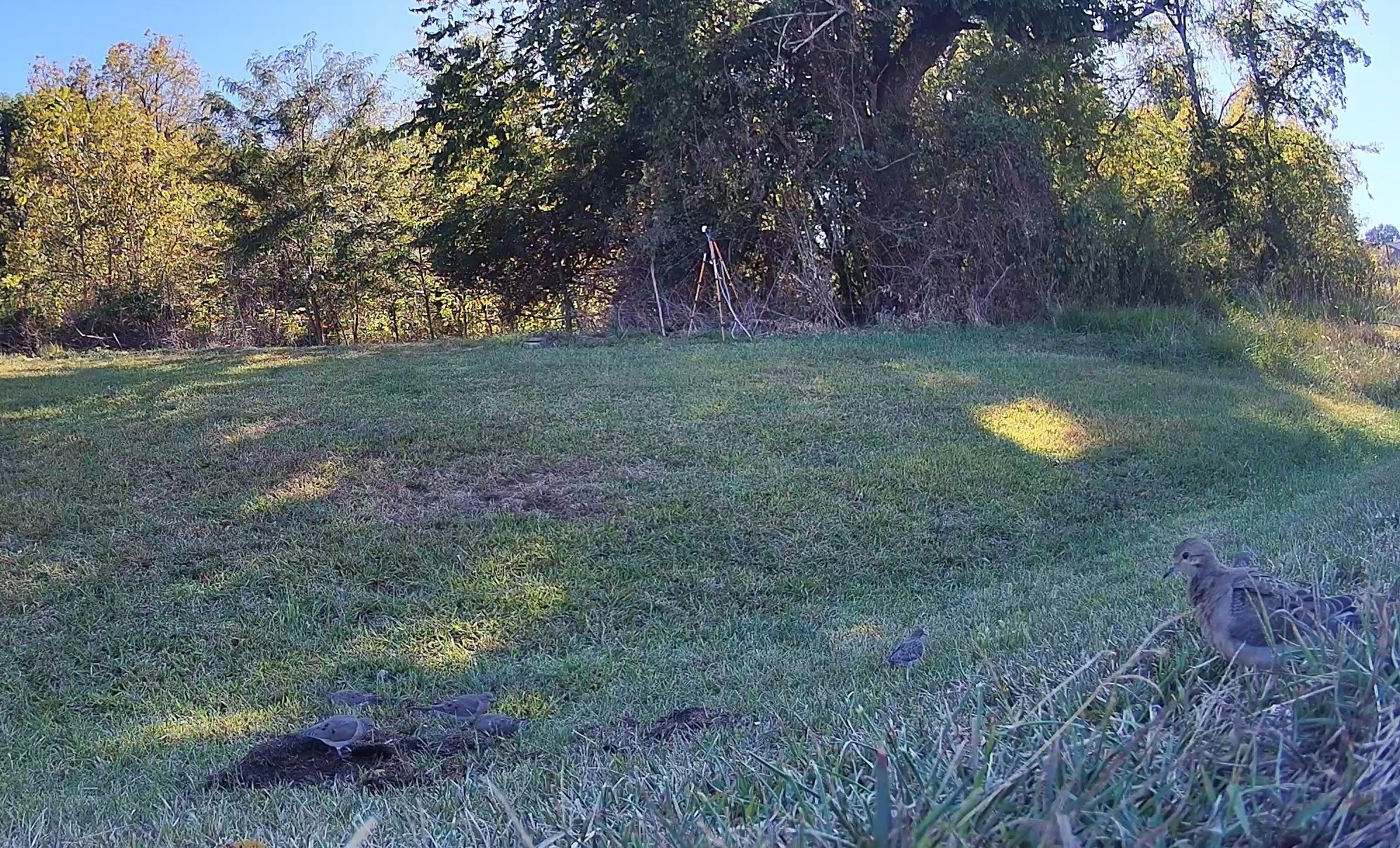 Several mourning doves forage on a grassy slope in late afternoon light.