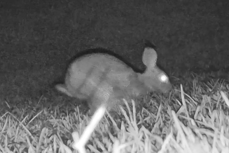An eastern cottontail bounds across a grassy lawn at night under infrared illumination.