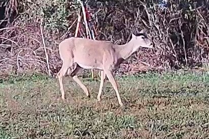 A white-tailed deer strides across a grassy opening in morning light.