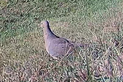 A mourning dove stands alert in the grass under bright morning sun.