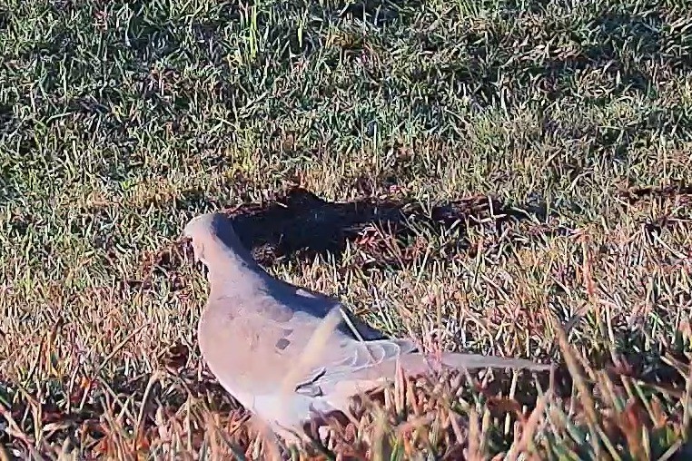 A mourning dove pecks through the grass in early morning sunlight.