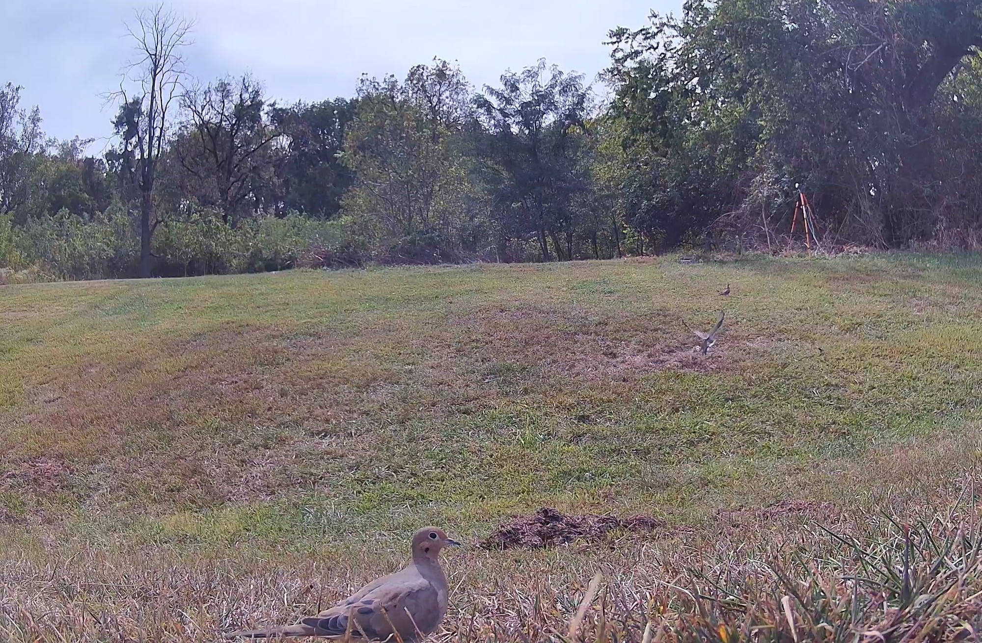 A mourning dove rests in the foreground while another flutters in the distance under midday light.
