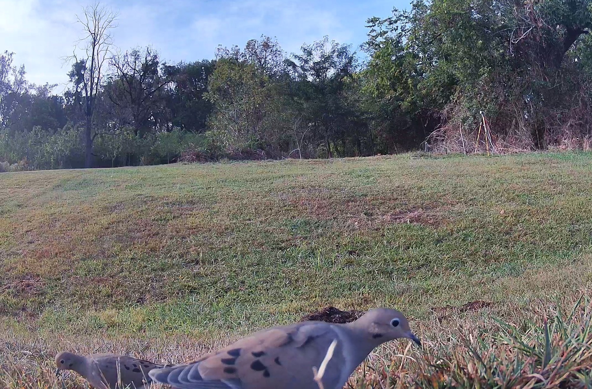 Two mourning doves forage along the edge of the lawn in the morning light.