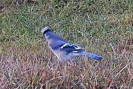 A blue jay stands alert amidst the lawn grass in morning sunlight.
