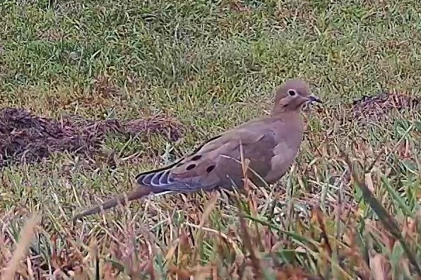 A mourning dove stands alert on the green grass in the morning.