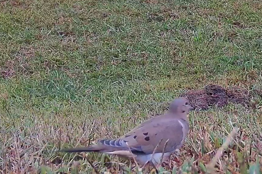 A mourning dove rests in the grass during late afternoon daylight.