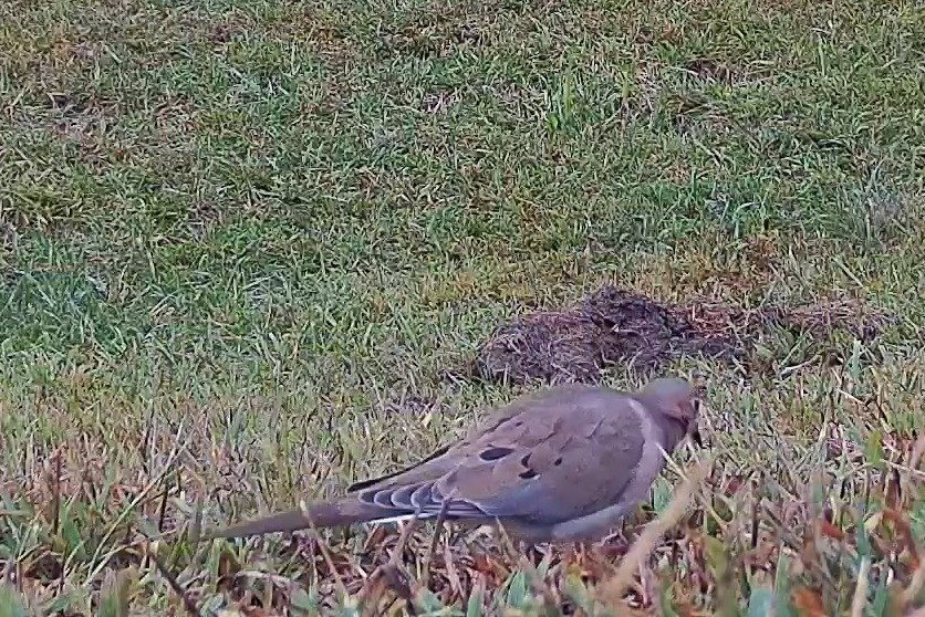 A mourning dove pecks at the soil in the afternoon light.