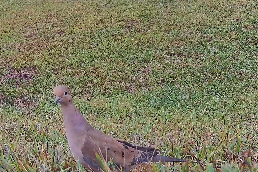 A mourning dove stands alert on a grassy lawn in the morning daylight.