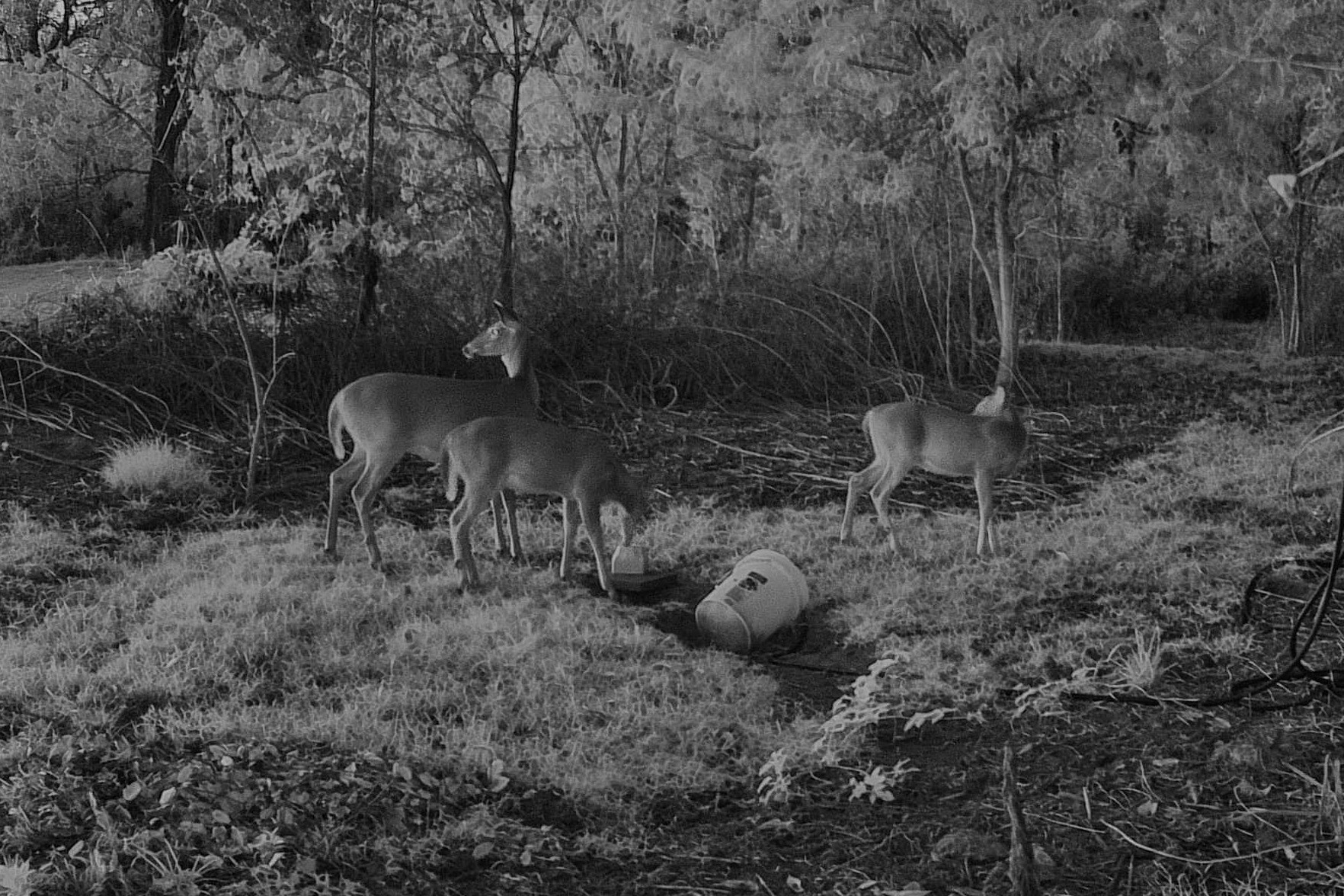 Three white-tailed deer browse near the edge of the woods at dawn.