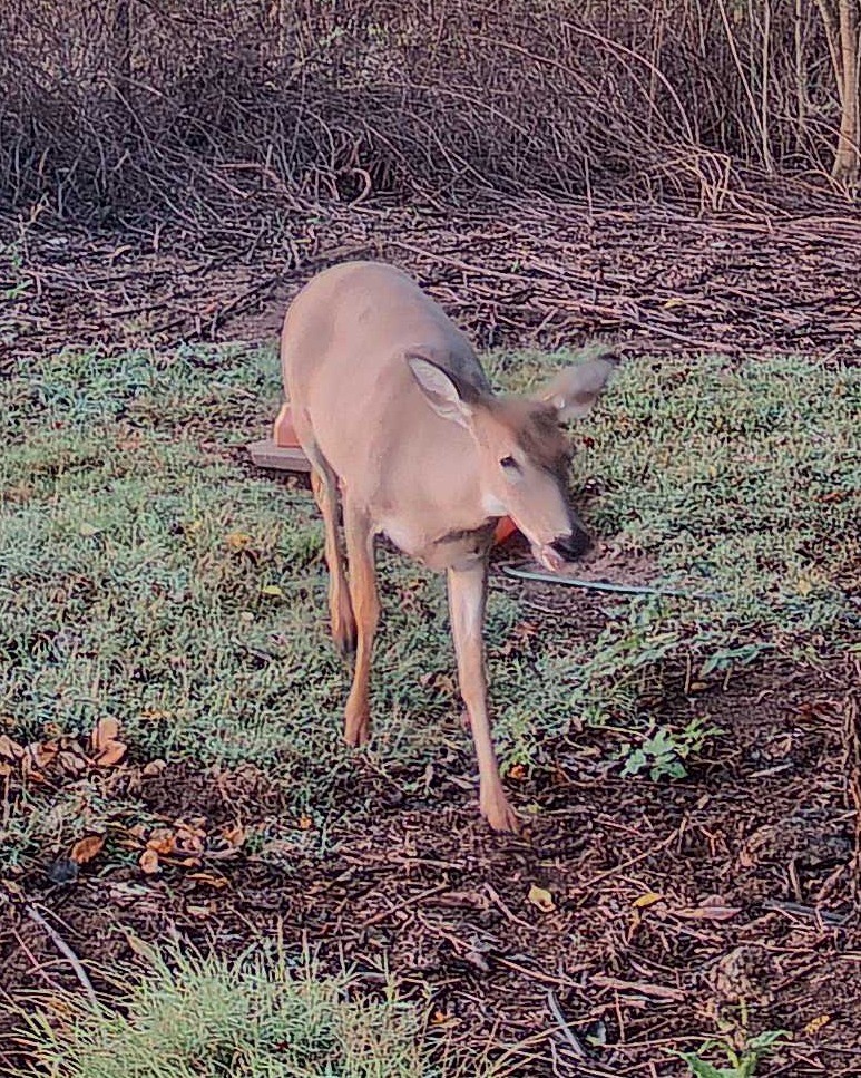 A white-tailed deer walks across a grassy area near the woods in the early morning light.