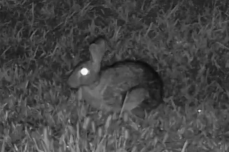 An eastern cottontail sits motionless in the lawn during the dark hours before dawn.
