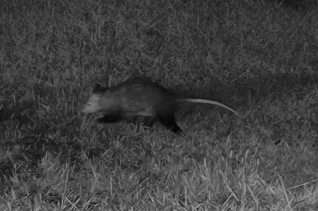 A Virginia opossum walks across a grassy lawn under infrared night illumination.