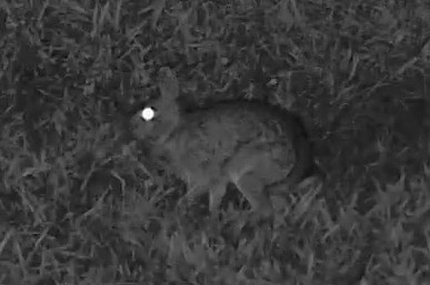 An eastern cottontail crouches alert in the lawn under infrared lighting.