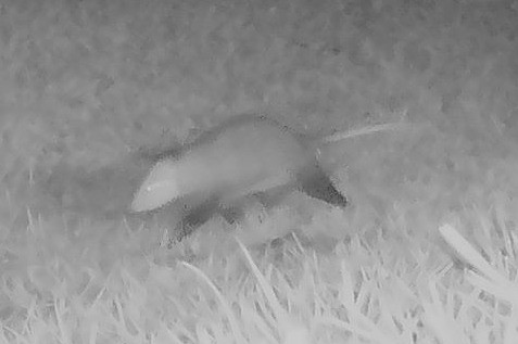 A blurry Virginia opossum moves through the grass in night vision.