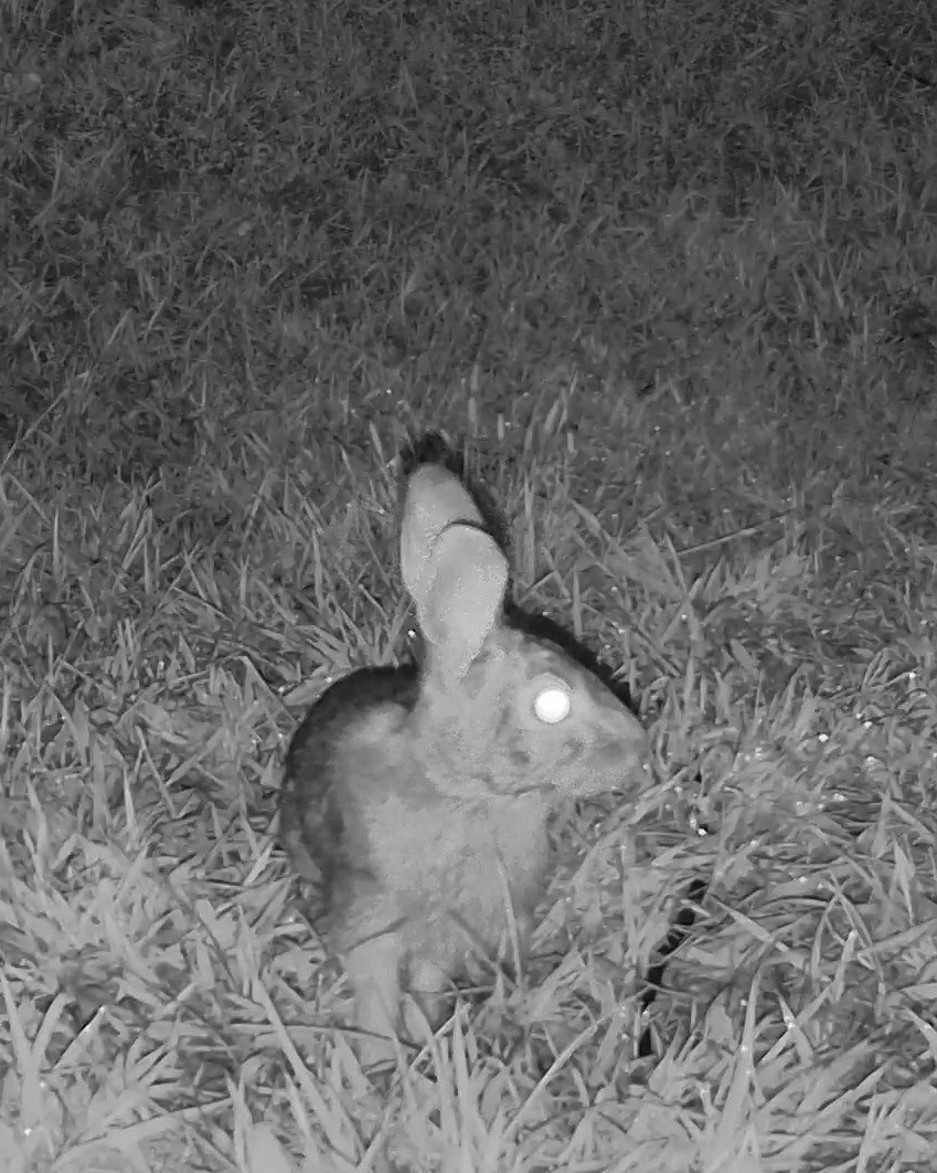 An eastern cottontail sits alert in the lawn under infrared light before dawn.