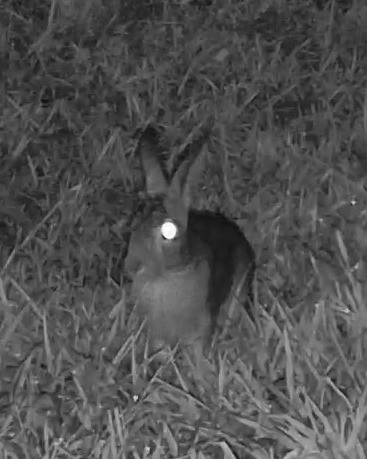 An eastern cottontail pauses among grass blades under night vision lighting.