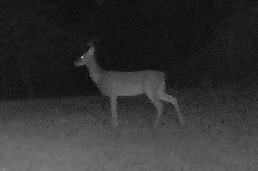 A white-tailed deer stands in an open area under infrared illumination at night.