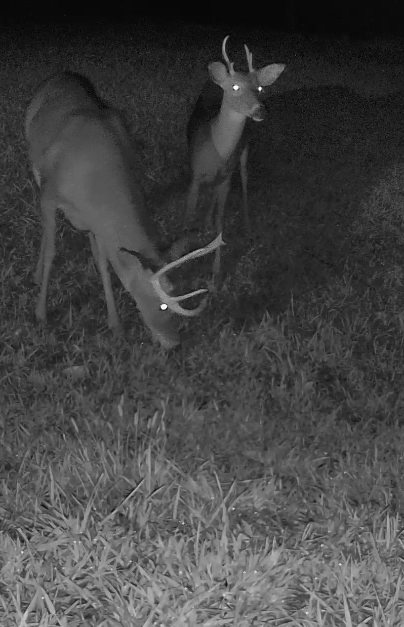 Two white-tailed bucks forage in a grassy field captured by an infrared night camera.