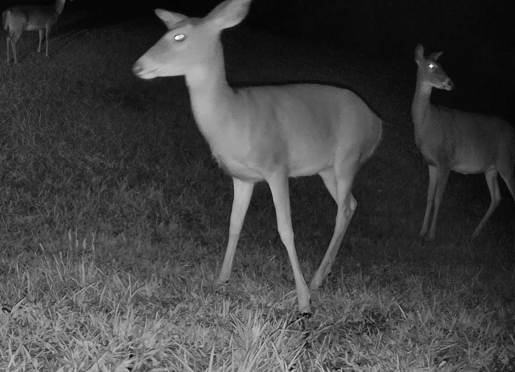 A white-tailed deer stands alert in a grassy pasture under infrared night illumination.