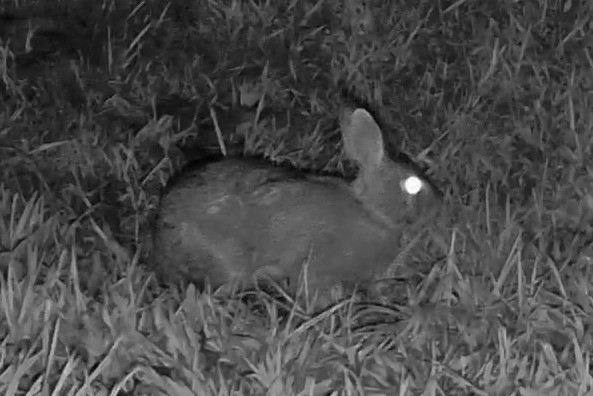 An eastern cottontail crouches low in a grassy hollow under night vision lighting.