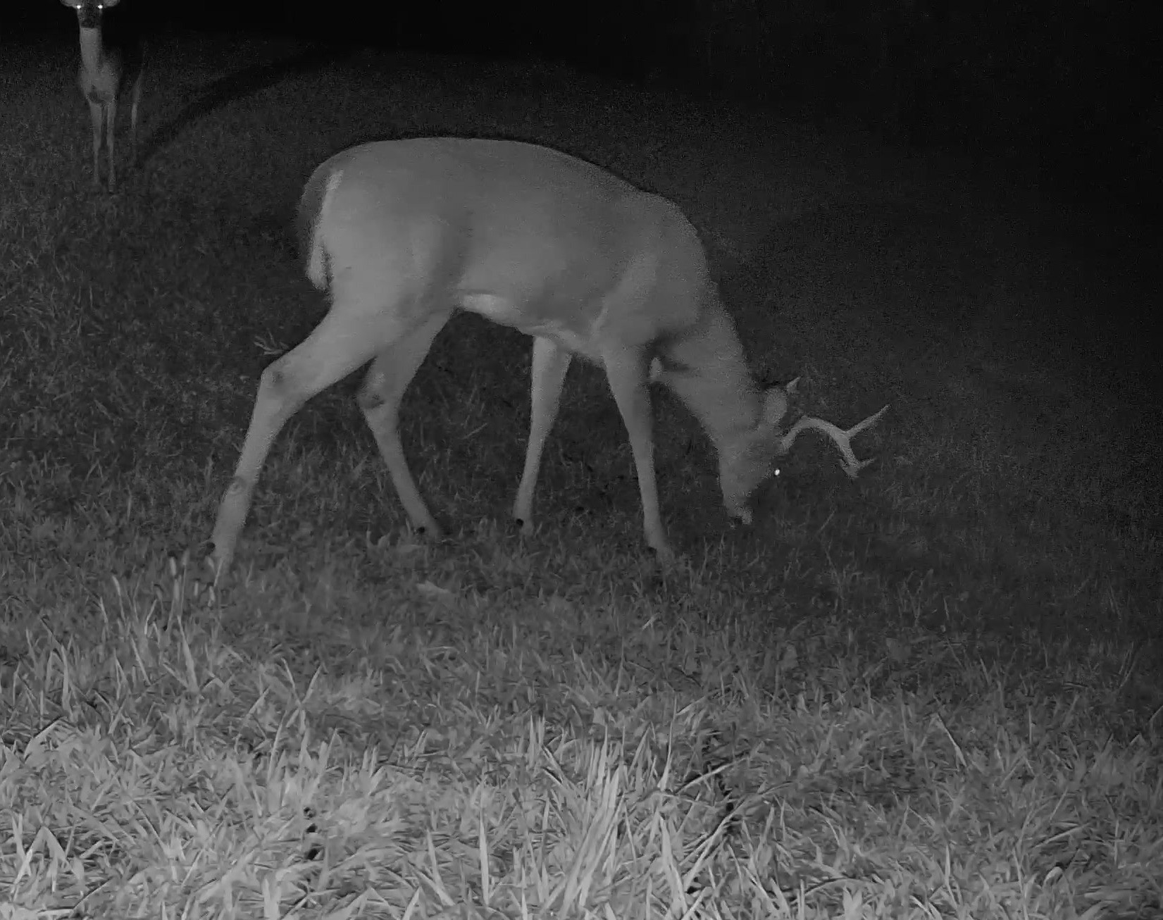 A white-tailed buck lowers its head to graze on grass under infrared night illumination.