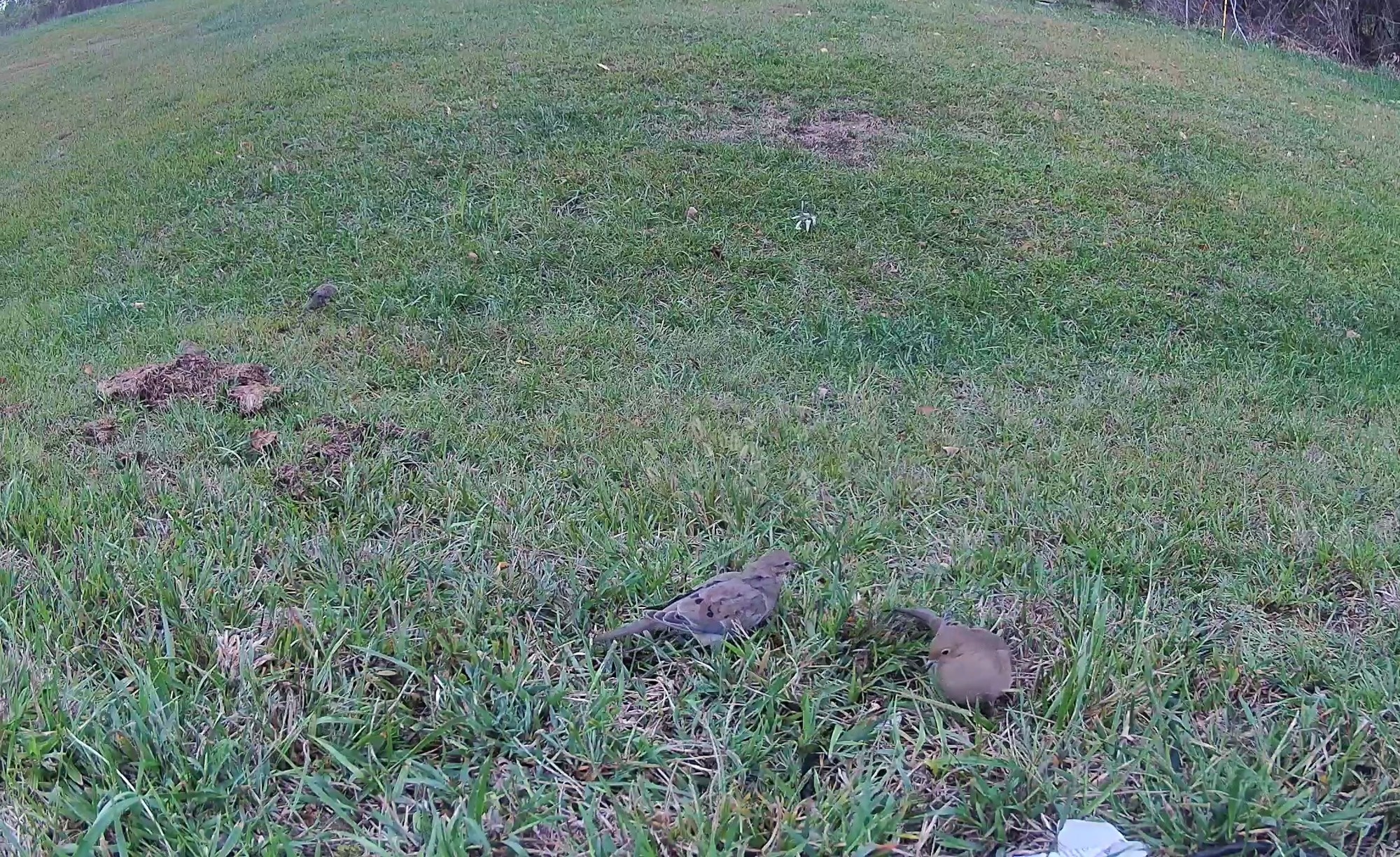 Two mourning doves peck along the grassy ground in late afternoon daylight.
