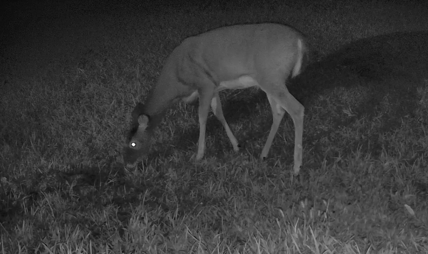 A white-tailed deer feeds on grass in the dark illuminated by an infrared camera.