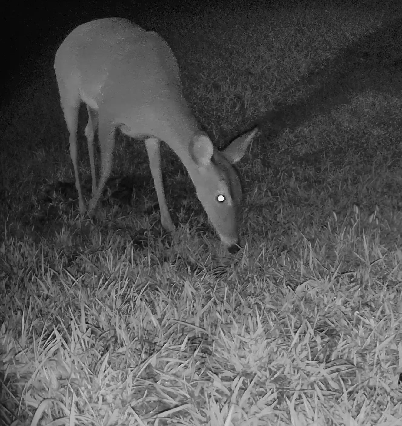 A white-tailed deer grazes on grass under infrared illumination during the night.