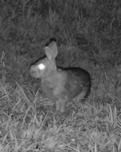 An eastern cottontail rabbit sits alert in the lawn under night vision lighting.