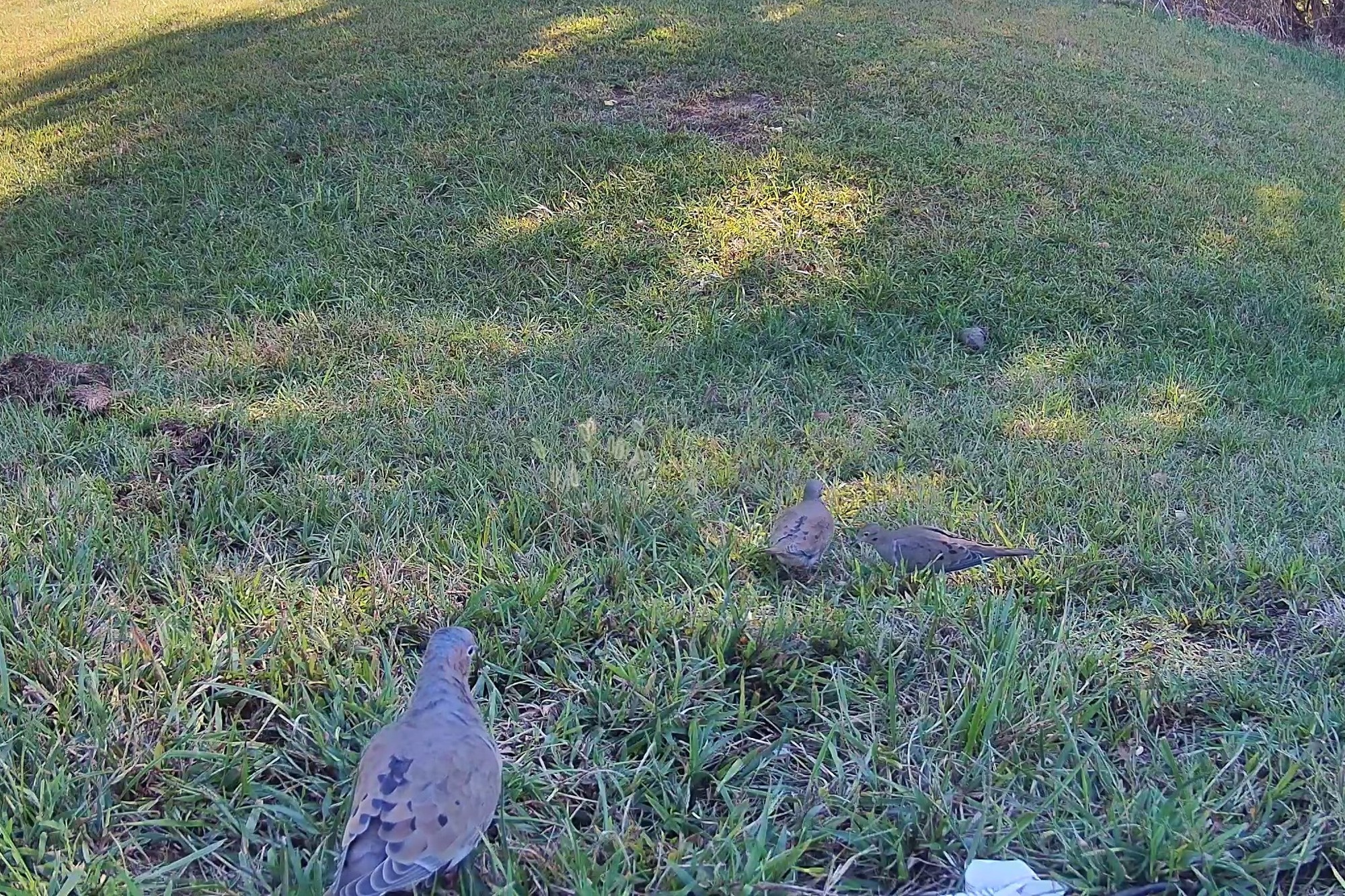 Mourning doves forage for seeds across a sunlit grassy yard in the afternoon.