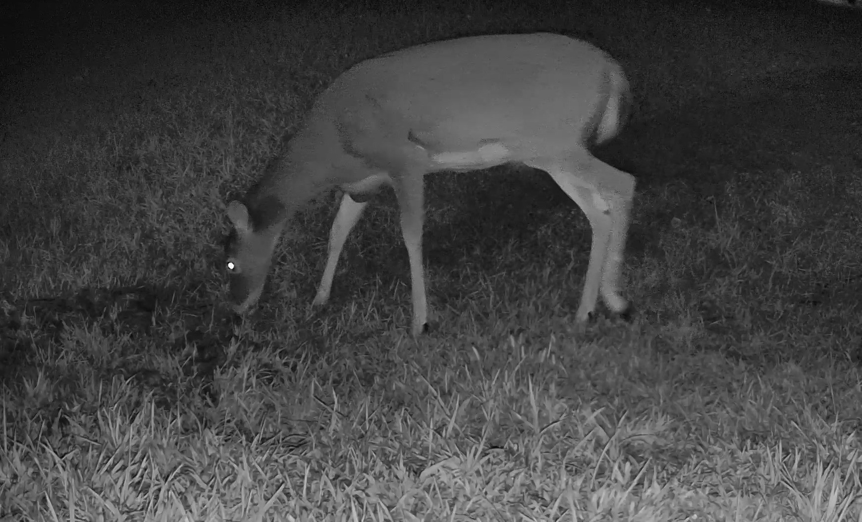 A white-tailed deer feeds quietly in a yard captured by infrared night vision.
