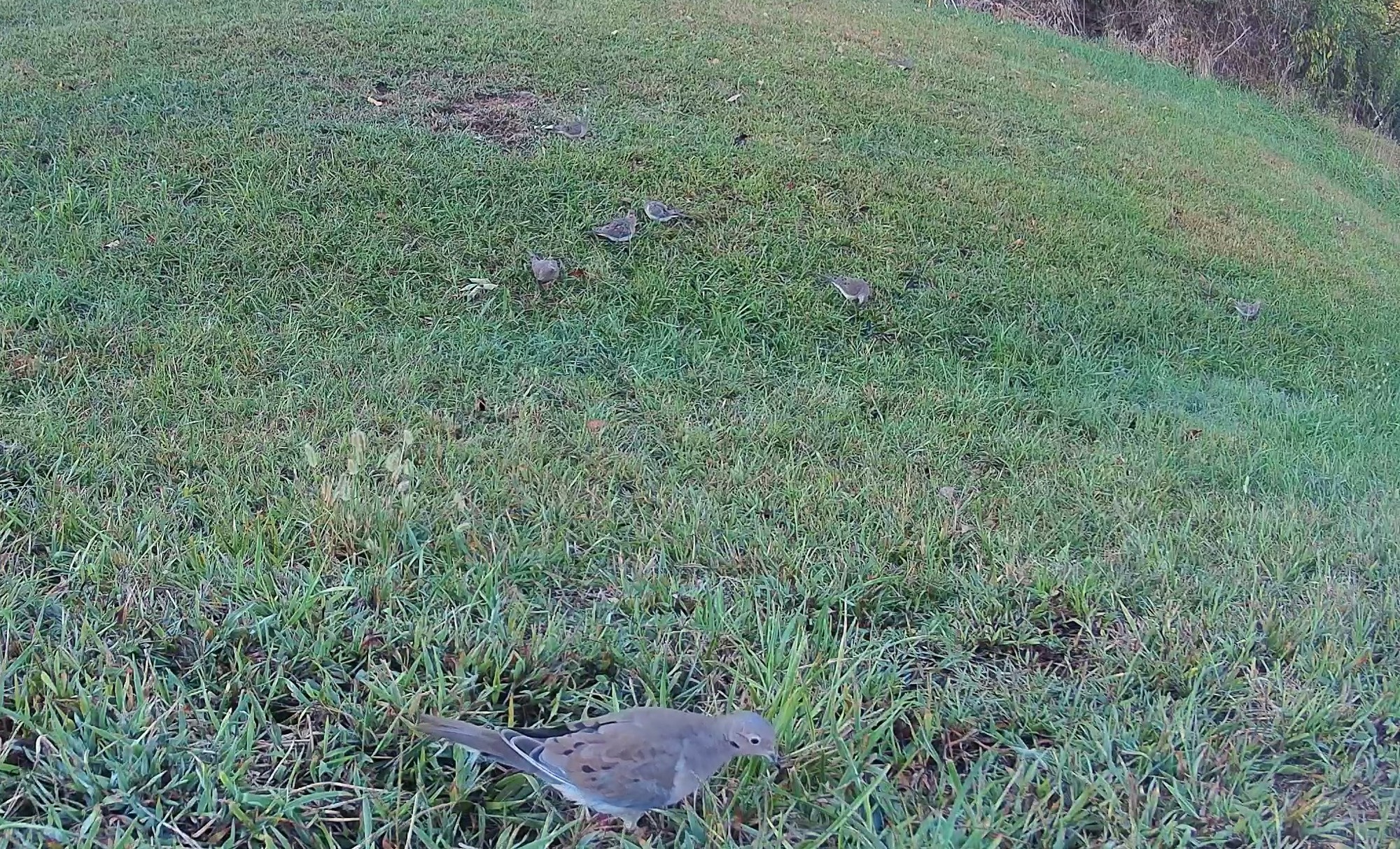 A mourning dove pecks for food in a grassy lawn during early morning daylight.